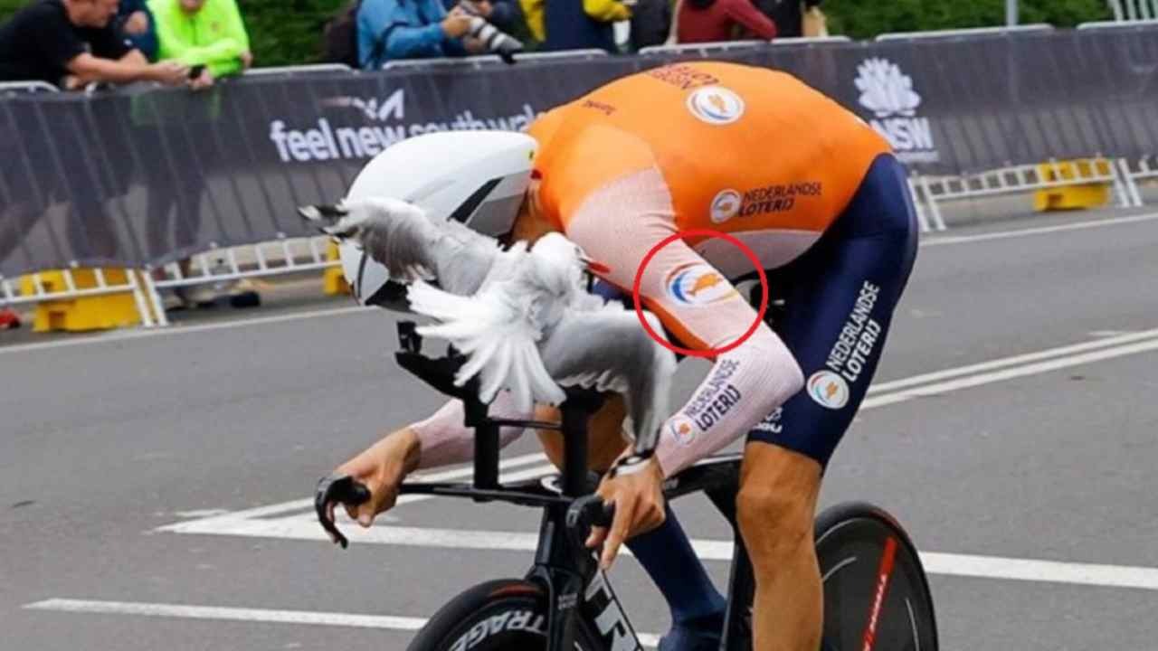 Povero Gabbiano Mollema