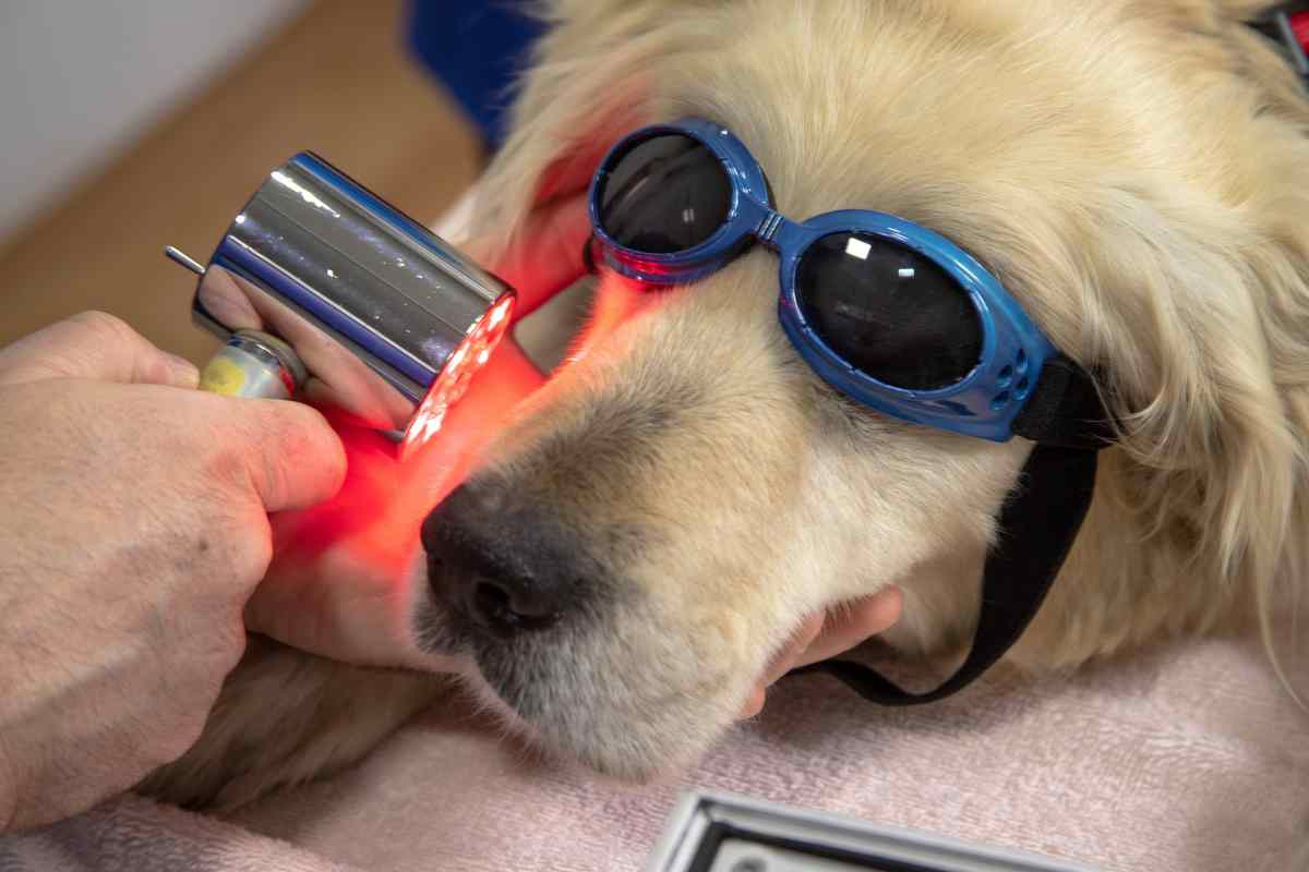 Bonus animali domestici, assegni in arrivo: fino a 900 euro per te