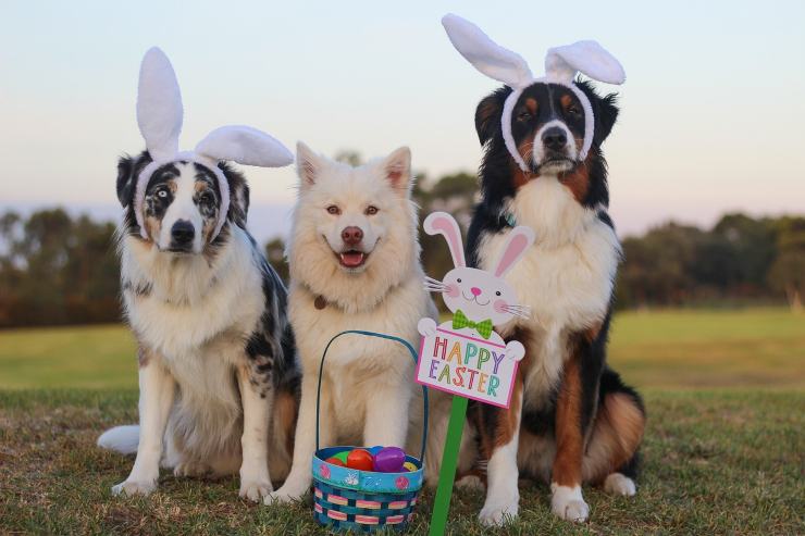 Auguri di Buona Pasqua, le immagini più belle da inviare su WhatsApp